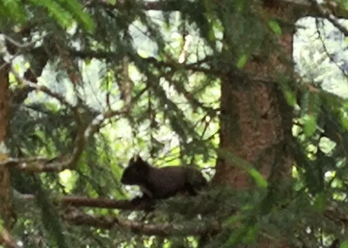 Apartman Haus Holzer